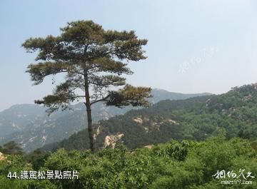 泰安徂徠山國家森林公園-護駕松照片