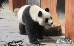 乐山峨眉仙芝竹尖生态园旅游攻略之大熊猫