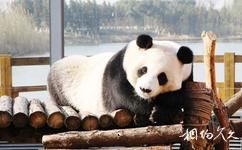 苏州太湖国家湿地公园旅游攻略之大熊猫