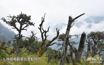 怒江獨龍江景區-神樹樁觀景台照片