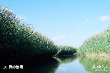 银川鸣翠湖国家湿地公园-青纱漏月照片