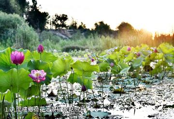 九間樓鄉荷花池景區照片