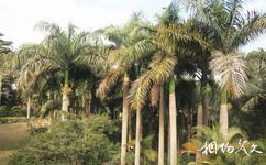 廈門湖裡公園旅遊攻略之熱帶林木