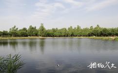 山西孝河国家湿地公园旅游攻略之香蒲池