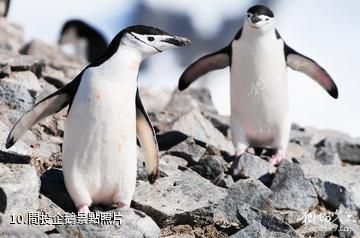 南極半島-間投企鵝照片