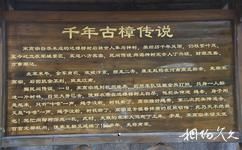 杭州宋城旅遊攻略之千年古樟