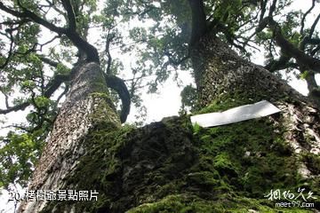 楚雄牟定化佛山-栲樹爺照片