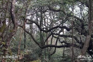 永州姑婆山风景区-原始森林照片