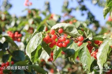 西昌茅坡櫻紅景區-櫻桃照片