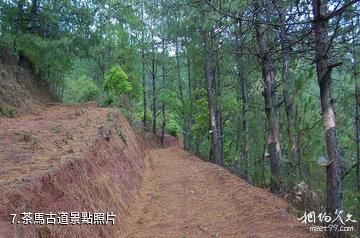 普洱鎮沅千家寨風景區-茶馬古道照片