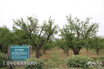 安徽禾泉農莊-百年石榴園照片