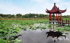 泗洪洪澤湖濕地旅遊攻略之千荷園