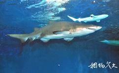 上海海洋水族馆旅游攻略之沙虎鲨