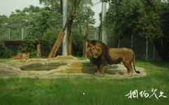 重庆动物园旅游攻略之非洲狮馆