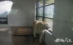 温州动物园旅游攻略之老虎