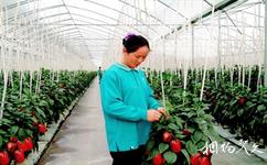 惠州永记生态园旅游攻略之甜椒温室