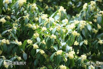 雅安東拉山大峽谷風景區-桂花照片