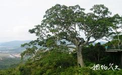 亚龙湾热带天堂森林公园旅游攻略之迎客榕