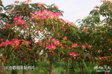濱州市黃河三角洲生態文化旅遊島-合歡樹照片