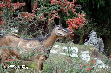 重慶石柱千野草場-火棘照片