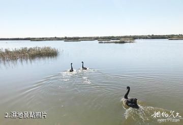 滄州南大港濕地景區-濕地照片
