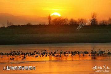 河南豫北黃河故道濕地鳥類國家級自然保護區-動物資源照片