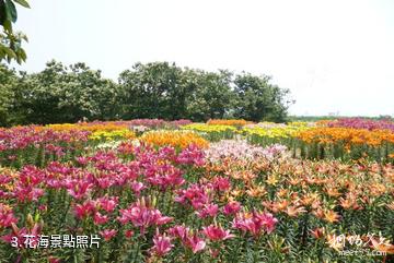 日照花仙子風景區-花海照片