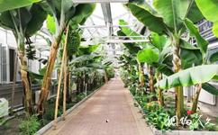 鹤岗宝泉岭现代农业生态园旅游攻略之香蕉连廊