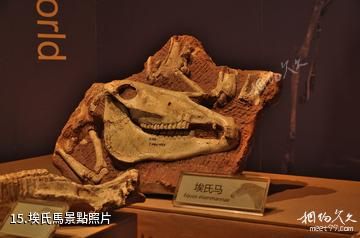 和政古動物化石博物館-埃氏馬照片