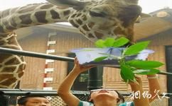 深圳野生動物園旅遊攻略之長頸鹿區