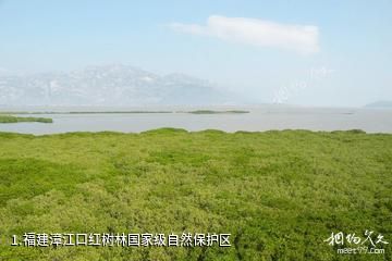 福建漳江口红树林国家级自然保护区照片