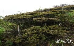 廣西千家洞國家級自然保護區旅遊攻略之高山杜鵑