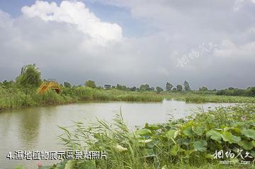 泗洪穆墩島-濕地植物展示區照片