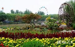 寧夏銀川中山公園旅遊攻略之花卉
