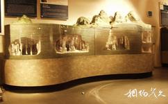 中国地质博物馆旅游攻略之史前生物厅