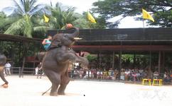 泰国苏梅岛旅游攻略之动物表演场