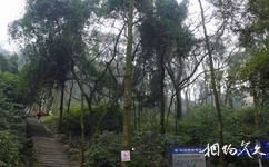 重慶白公館旅遊攻略之松林坡