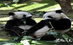 香港海洋公园旅游攻略之大熊猫