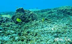 泰国斯米兰群岛旅游攻略之珊瑚