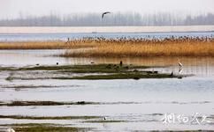 河南豫北黄河故道湿地鸟类国家级自然保护区旅游攻略之湿地资源