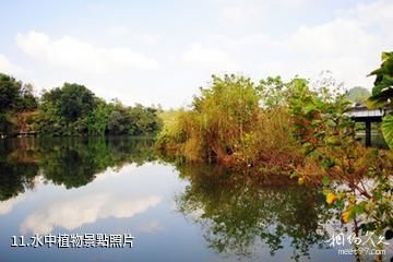 重慶梁平東明湖-水中植物照片