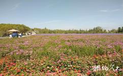 庫爾勒體育公園旅遊攻略之花海