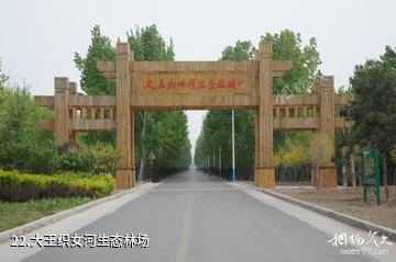 东营广饶刘集红色旅游区-大王织女河生态林场照片