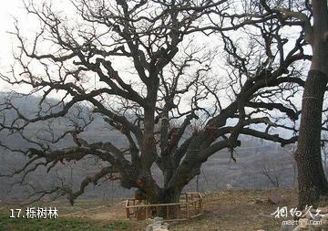 荥阳环翠峪风景区-栎树林照片