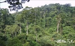 中科院西双版纳热带植物园旅游攻略之热带雨林景区