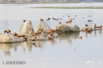 雲南保山青華海國家濕地公園-候鳥照片