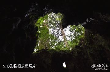 日本屋久島-心形樹根照片