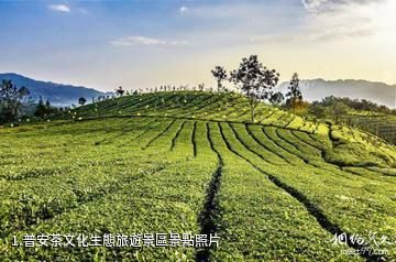 普安茶文化生態旅遊景區照片