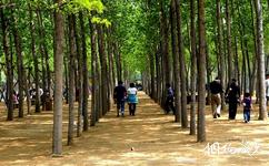 郑州金鹭鸵鸟游乐园旅游攻略之千亩槐林