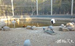 宁夏银川中山公园旅游攻略之水禽类